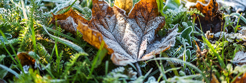 covering-plants-for-winter-frost-leaf-header