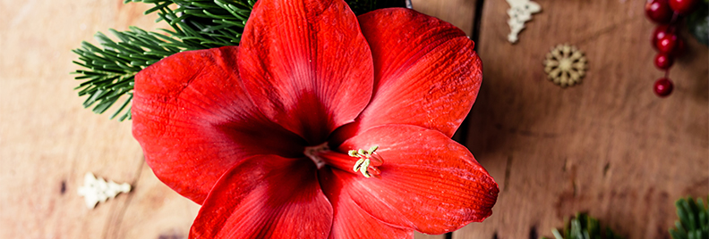 holiday-favorites-christmas-cactus-poinsettias-amaryllis-header