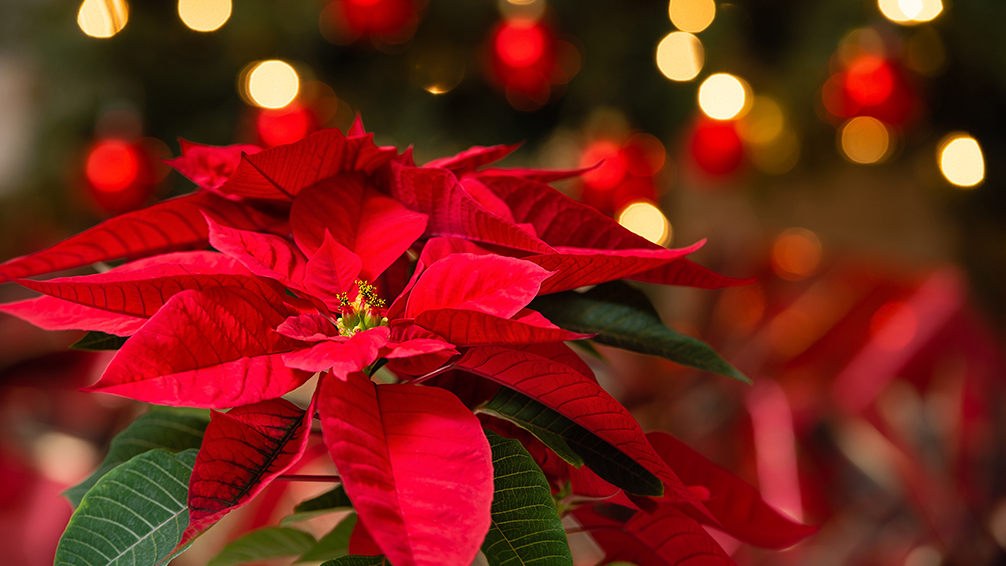 poinsettia christmas lights