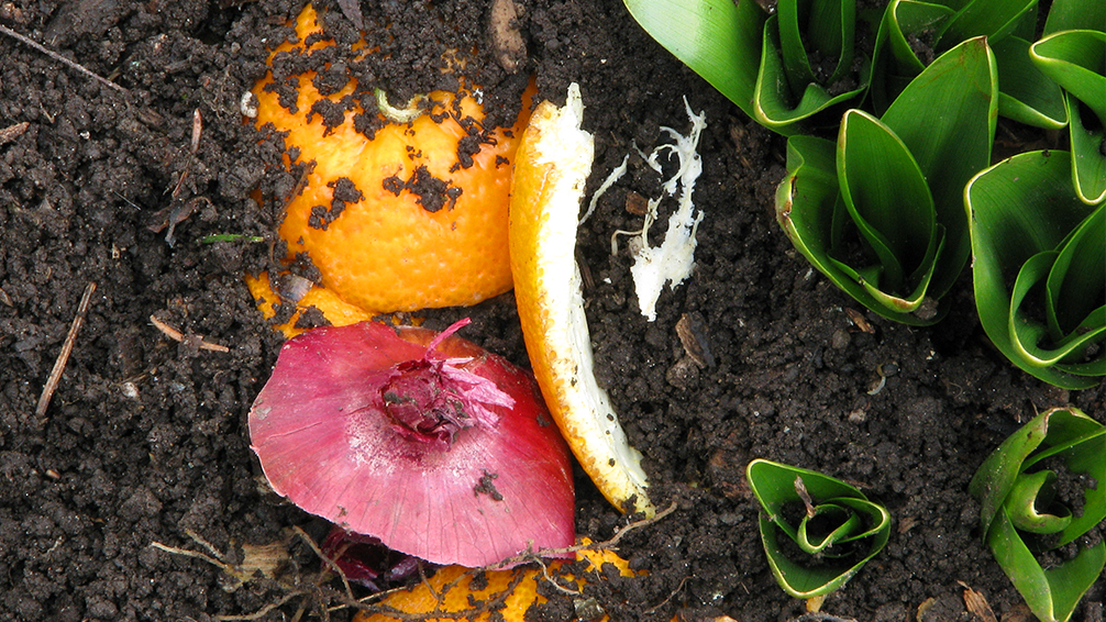 why-your-soil-absolutely-needs-compost-kitchen-food-waste-plant
