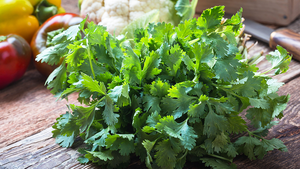 7-delicious-herbs-you-can-plant-in-the-shade-fresh-cilantro-and-vegetables