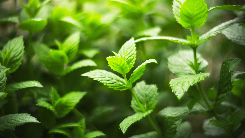 7-delicious-herbs-you-can-plant-in-the-shade-fresh-mint