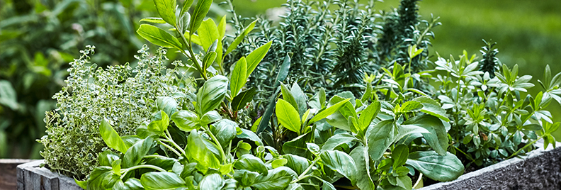 7-delicious-herbs-you-can-plant-in-the-shade-various-herbs-in-pots-header