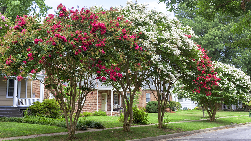 crape-myrtle-pink-white-crape-myrtles