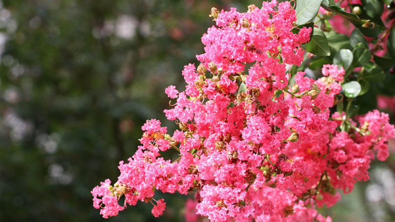 How To Prune Crape Myrtles (Without Totally Destroying Them) – Plants