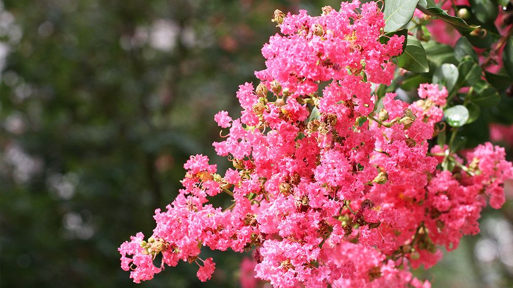 crape-myrtle-pruning-crape-myrtle-blooms-up-close