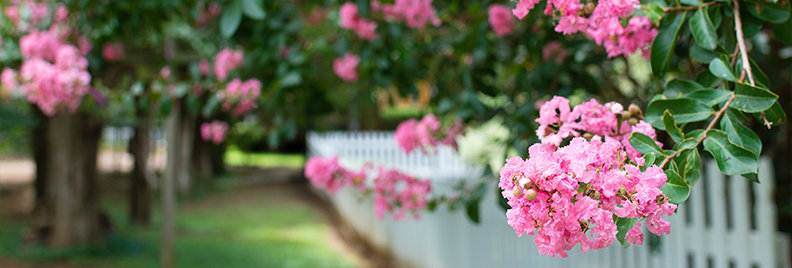 crape-myrtle-pruning-header-white-picket-fence
