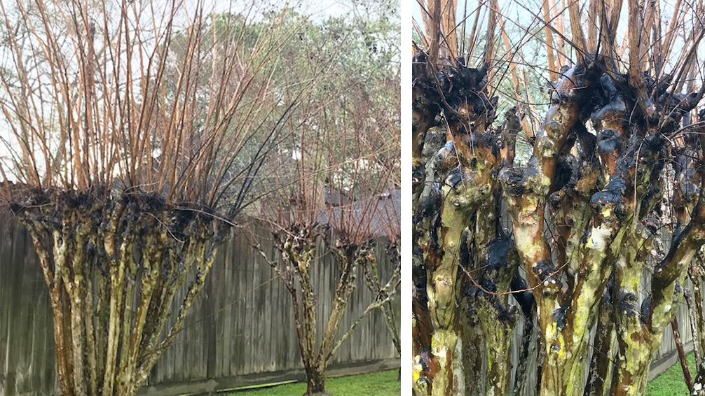 crape-myrtle-pruning-overpruned-bad-crape-myrtles