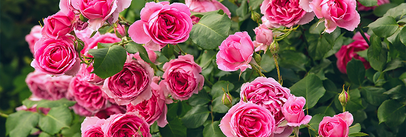 how-to-care-for-roses-in-houston-pink-roses-header
