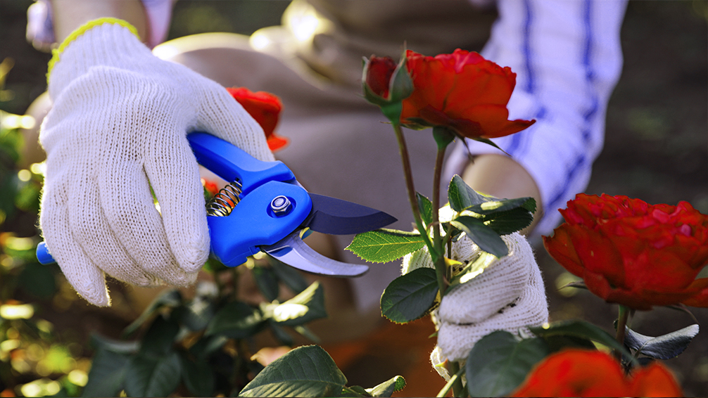 how-to-care-for-roses-in-houston-pruning-gloves-closeup