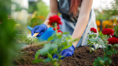 How to Care For Roses Outdoors In Houston – Plants for All Seasons ...