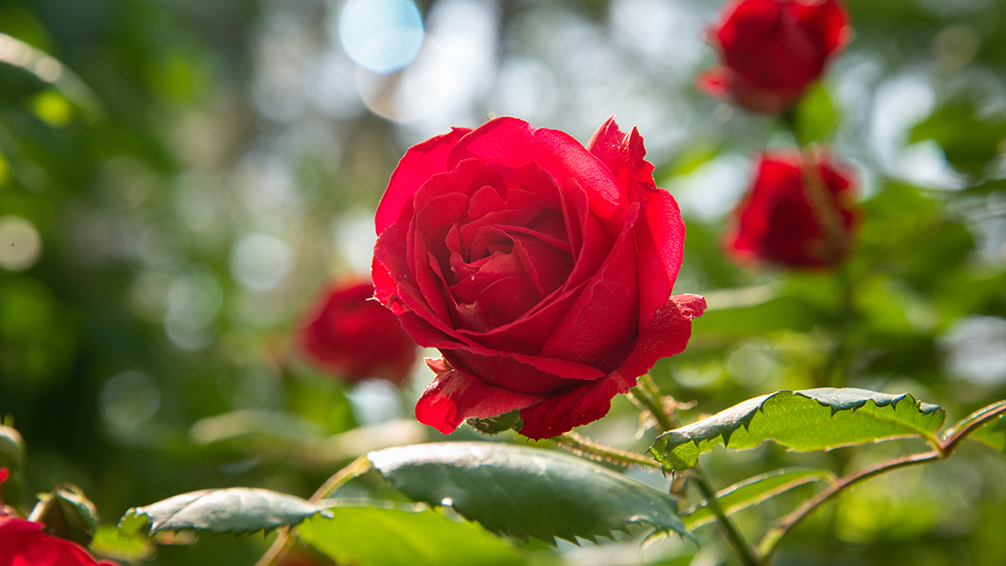 how-to-care-for-roses-in-houston-sunlight-water