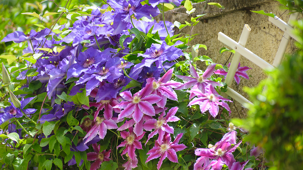 Easiest Plants To Grow In Houston Plant Ideas