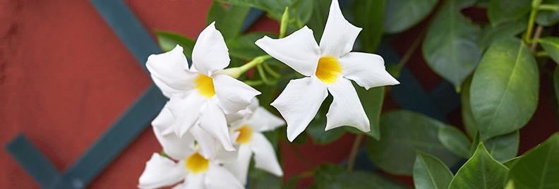 the-best-climbing-plants-for-garden-screens-mandevilla-header