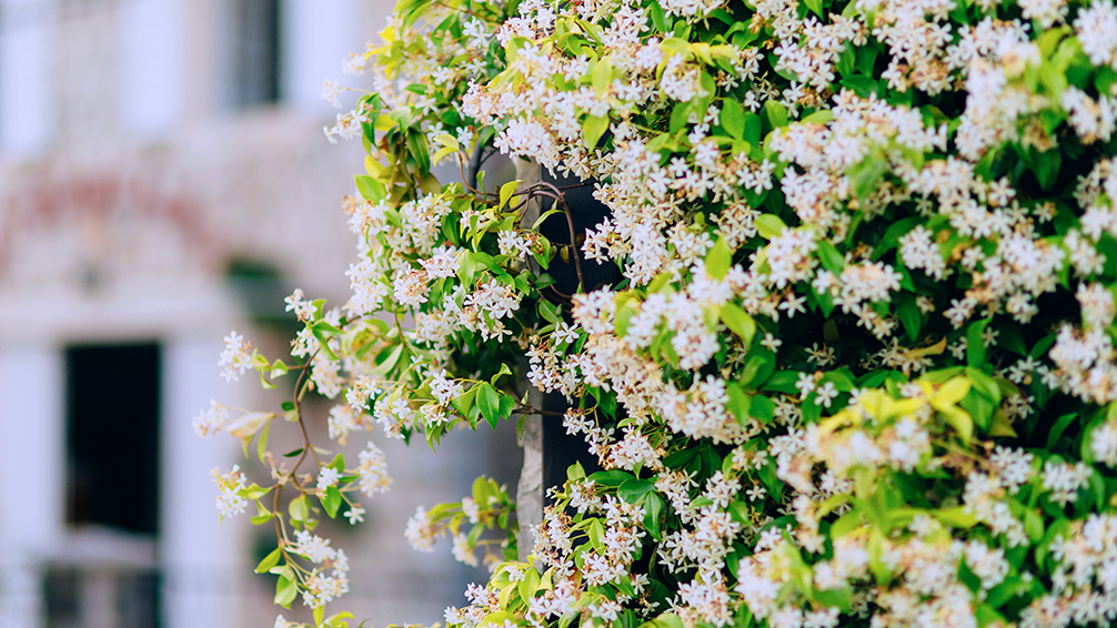 the-best-climbing-plants-for-garden-screens-star-jasmine