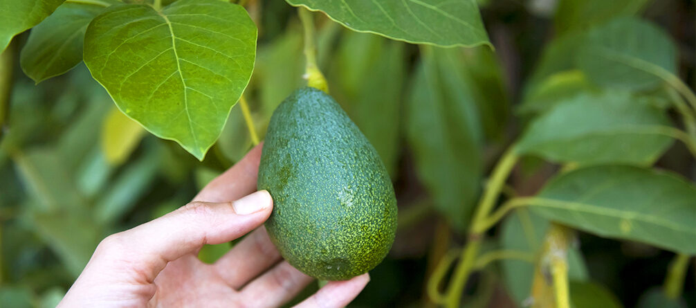 how-to-grow-avocados-woman-picking-avocado