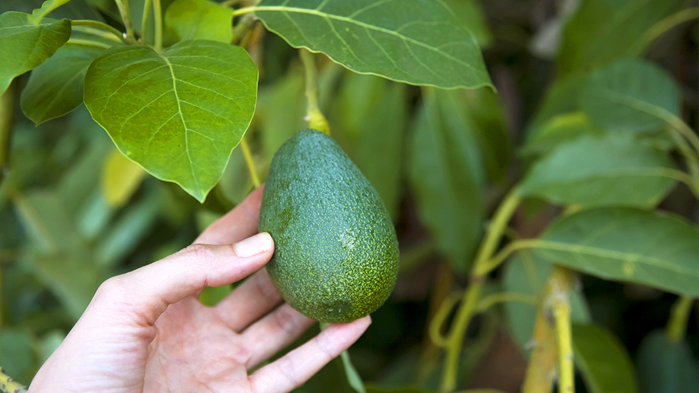 how-to-grow-avocados-woman-picking-avocado