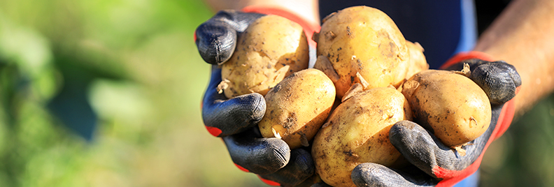 ways-to-grow-potatoes-hands-holding-fresh-potatoes-header