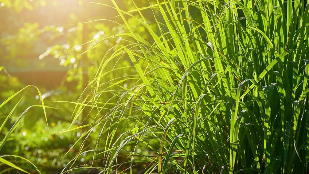 creating-wellness-garden-lemongrass