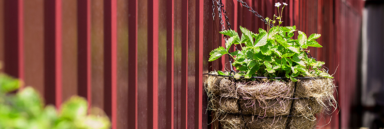 edible-hanging-baskets-strawberry-hanging-basket-header