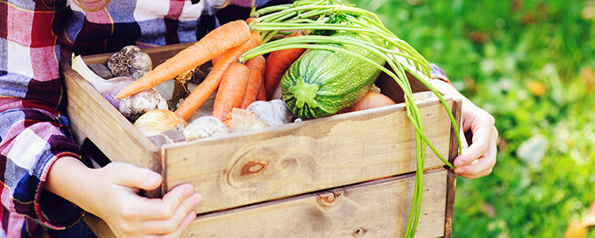 kid-friendly-vegetable-garden-box-of-vegetables-header