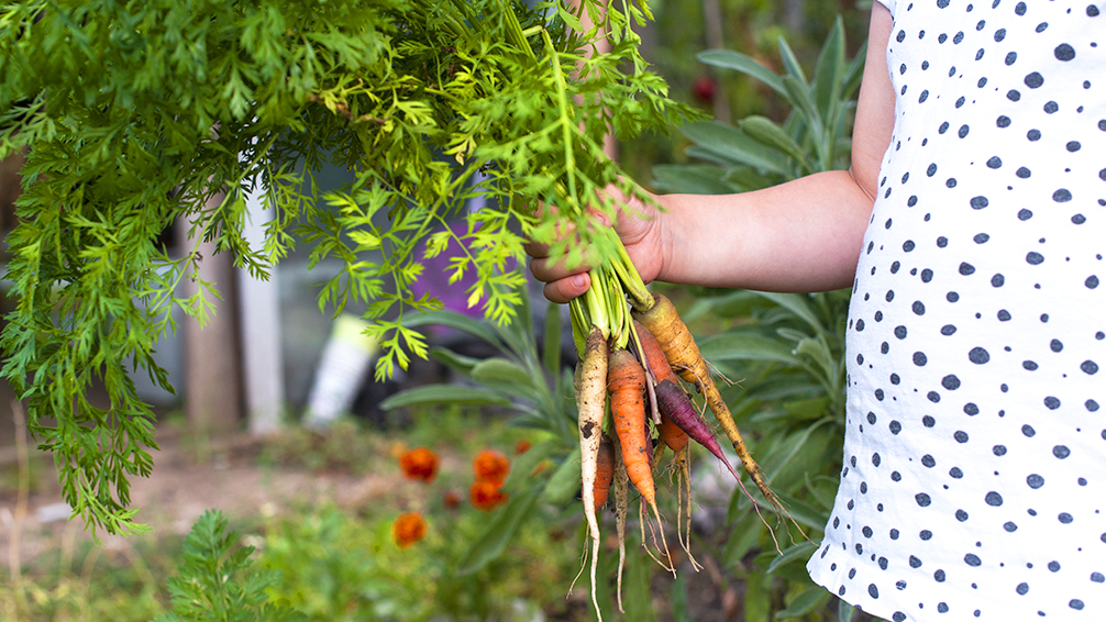 kid-friendly-vegetable-garden-child-holding-carrots