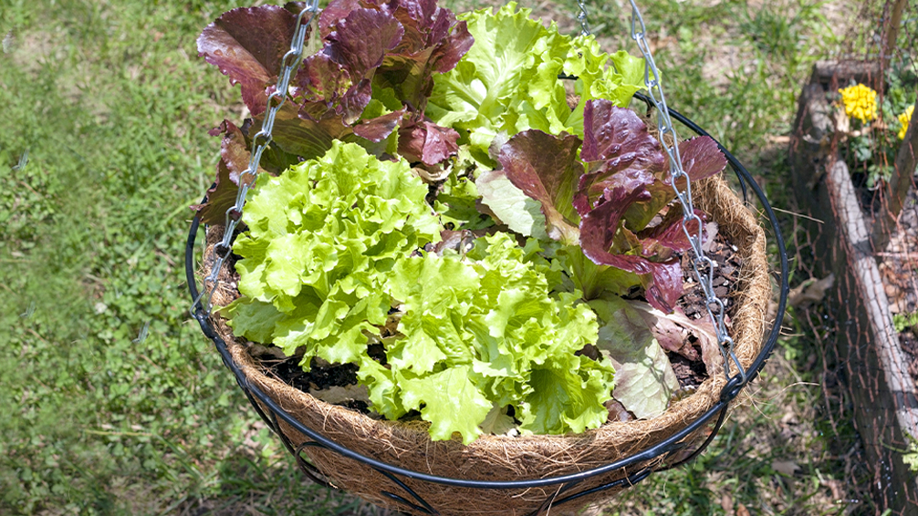 small-space-vegetable-gardening-basket-lettuce