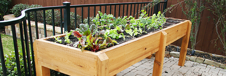 small-space-vegetable-gardening-elevated-lettuce-garden