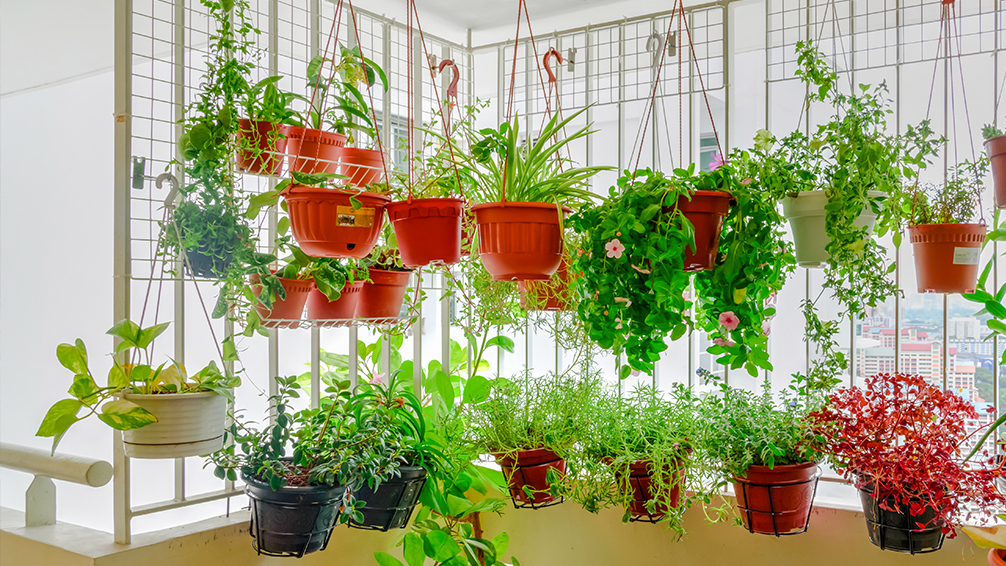 small-space-vegetable-gardening-hanging-baskets