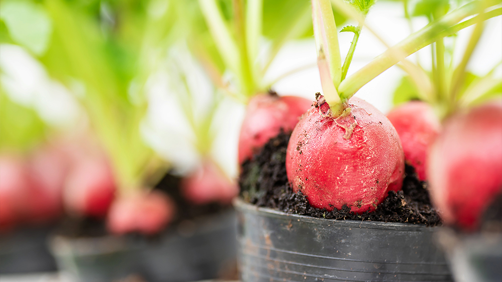 small-space-vegetable-gardening-radishes-up-close