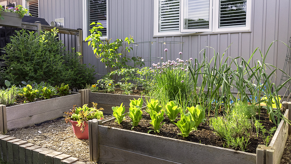 small-space-vegetable-gardening-small-backyard-elevated-beds
