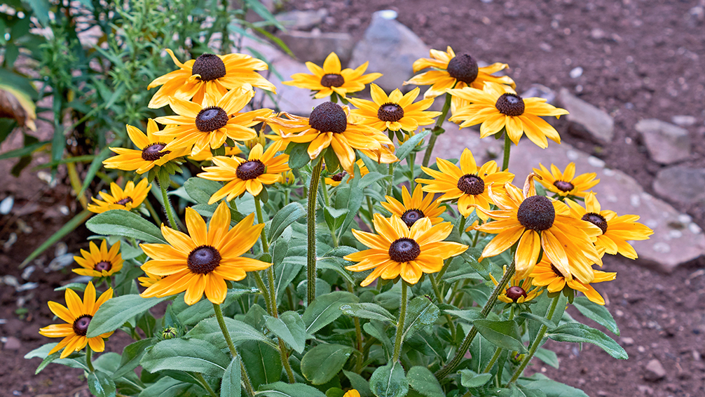 urban-prairie-gardening-black-eye-susan
