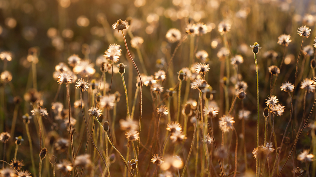 urban-prairie-gardening-golden-prairie-grasses
