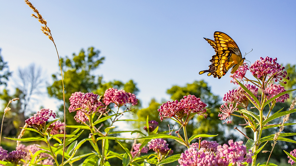 urban-prairie-gardening-milkweed-and-butterfly