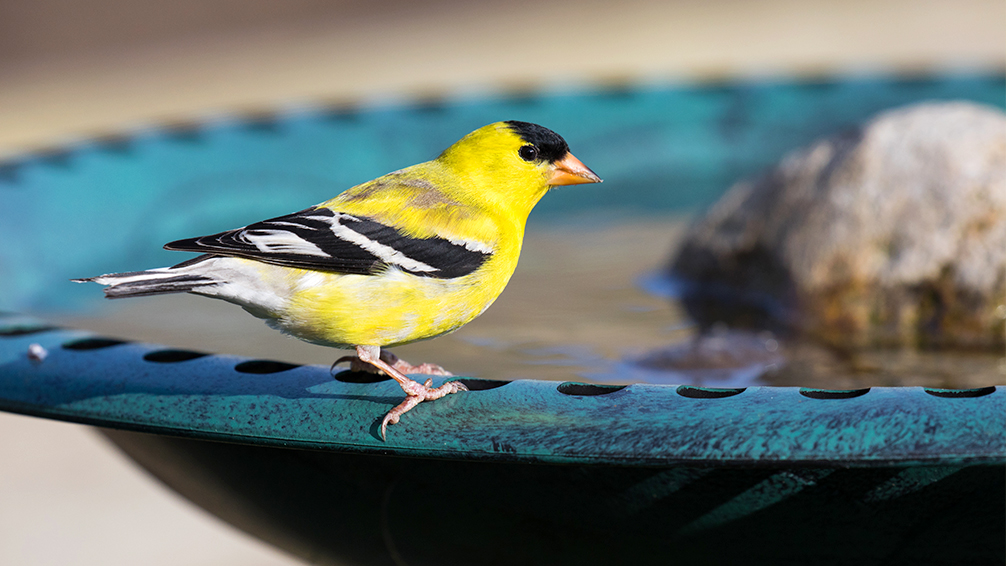 birding-5-fun-crafts-goldfinch-in-birdbath