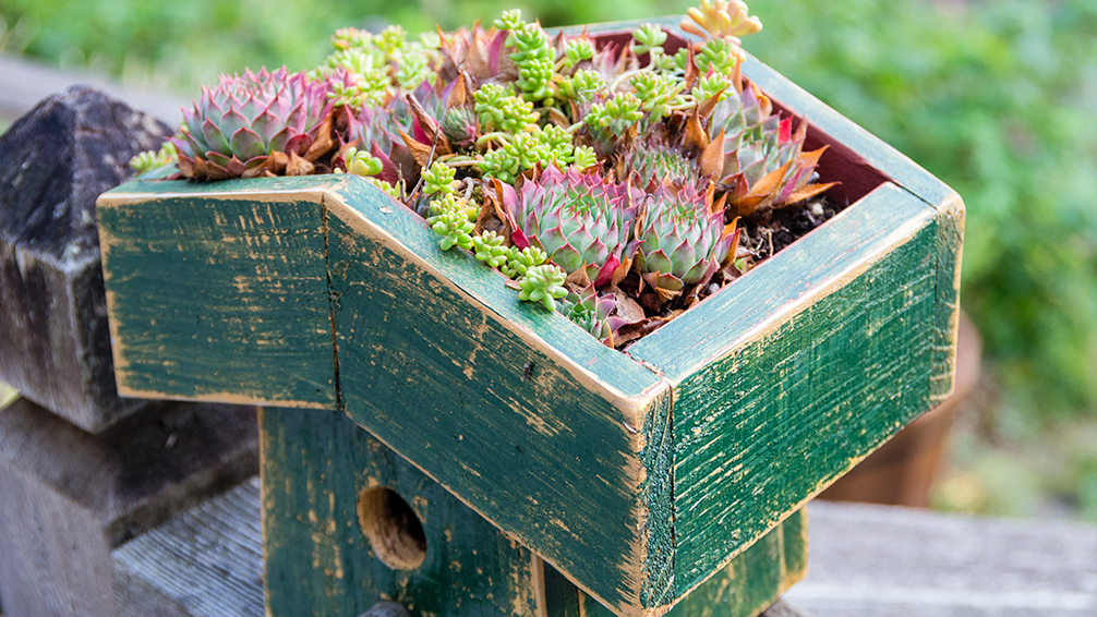 birding-5-fun-crafts-succulent-birdhouse
