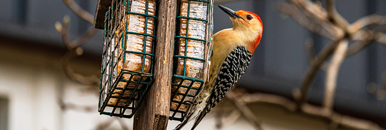 birding-5-fun-crafts-woodpecker-at-feeder-header