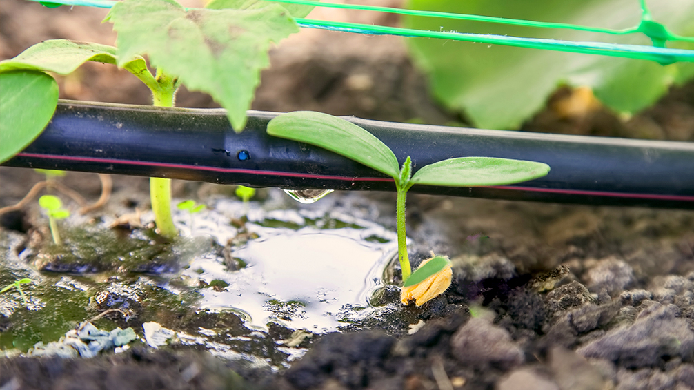 easy-sustainable-gardening-drip-irrigation