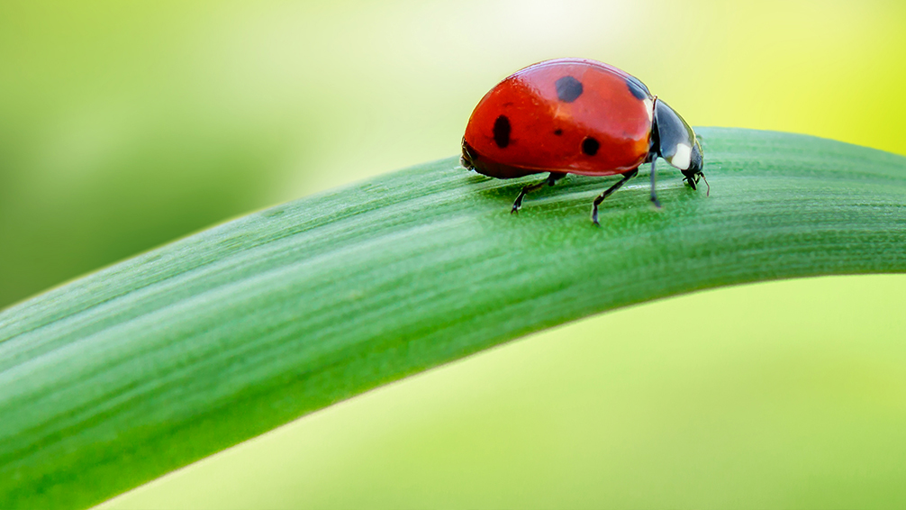 easy-sustainable-gardening-ladybug-close-up-on-leaf