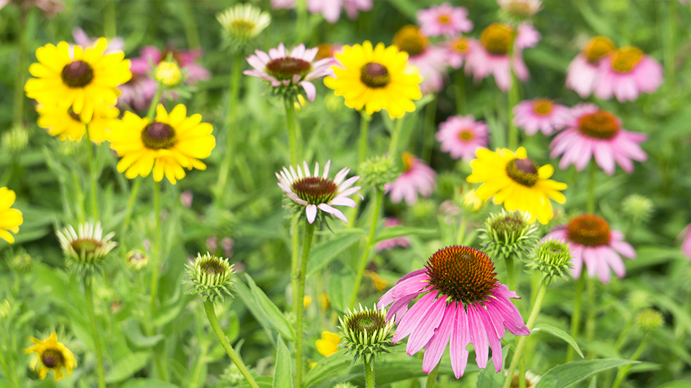 easy-sustainable-gardening-native-plants-coneflowers-black-eyed-susans