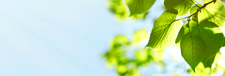 easy-sustainable-gardening-sunny-leaf-header