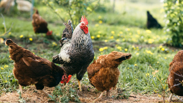 You Chicken? 6 Fowl-Friendly Plants For Backyard Coops – Plants for All ...