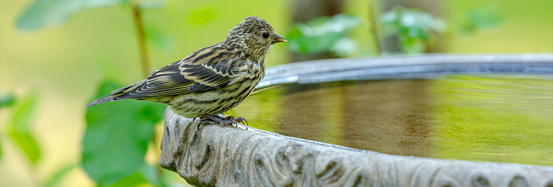 the-birds-are-back-birdbath-feature
