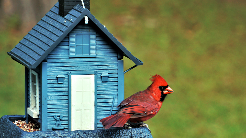 the-birds-are-back-birds-cardinal-blue-house