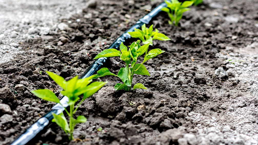 how to set up a self-watering plant straw system - The Plant Project