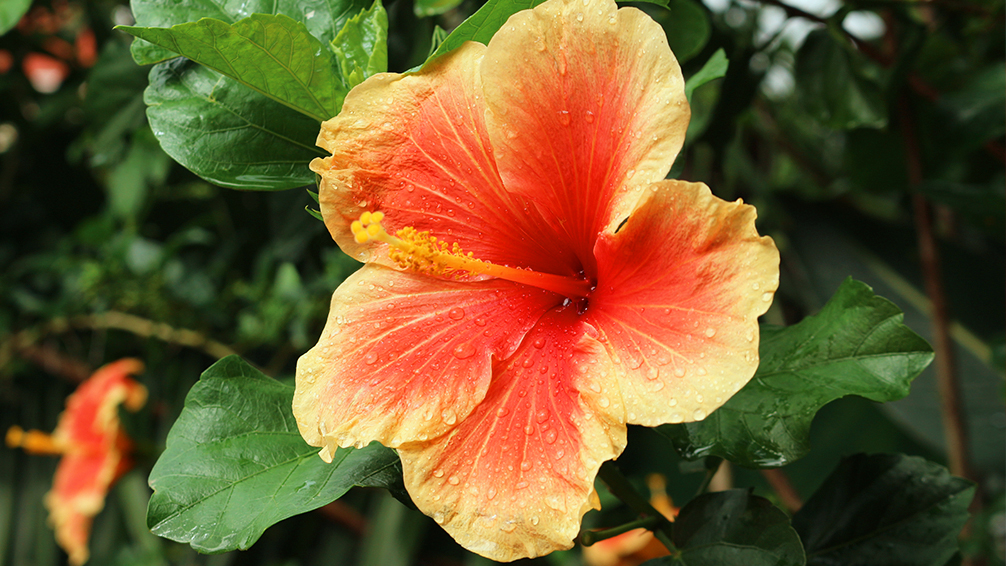 hibiscus-uses-pfas-plant-flower