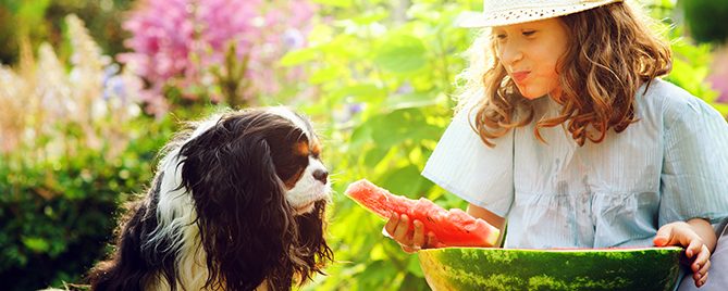 pfas-houston-summer-guide-header-girl-dog-watermelon