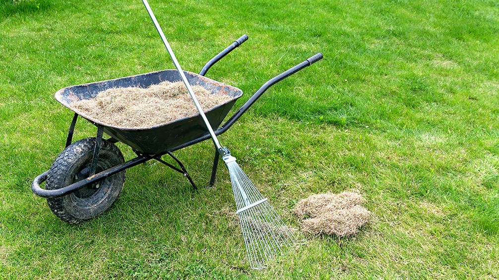 pfas-mushrooms-on-your-lawn-dethatching