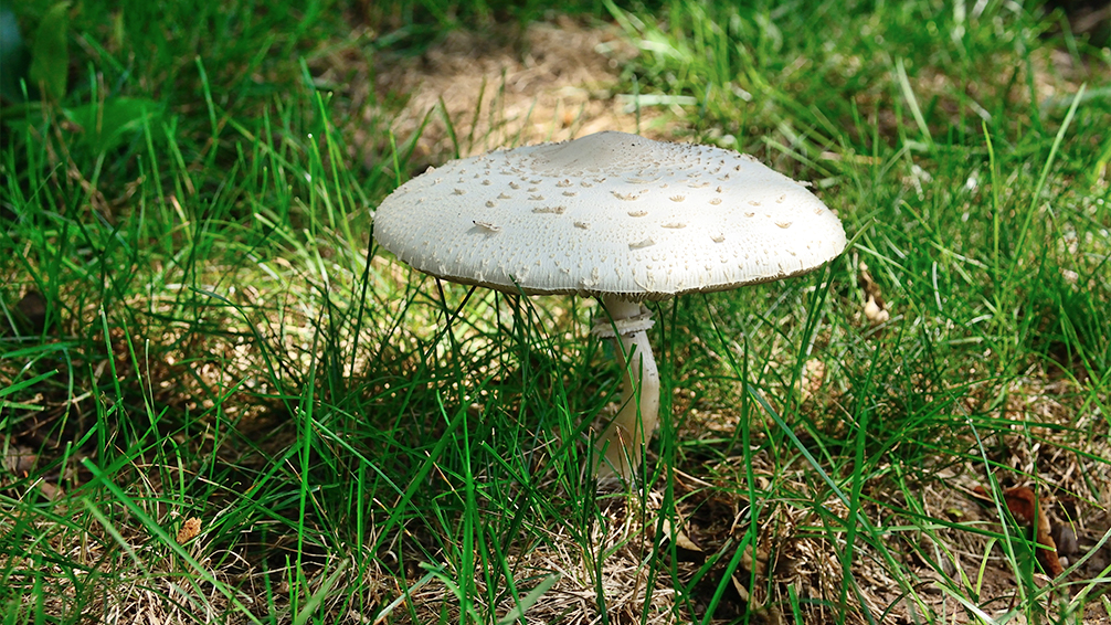 pfas-mushrooms-on-your-lawn-mushroom