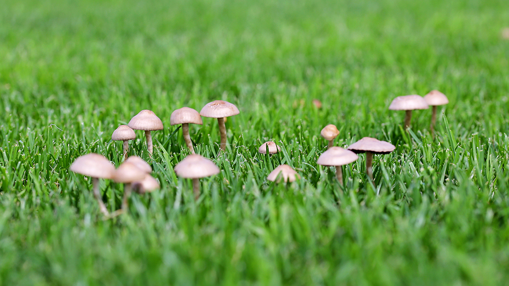 pfas mushrooms on your lawn mushrooms